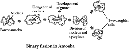 Image result for binary fission in amoeba